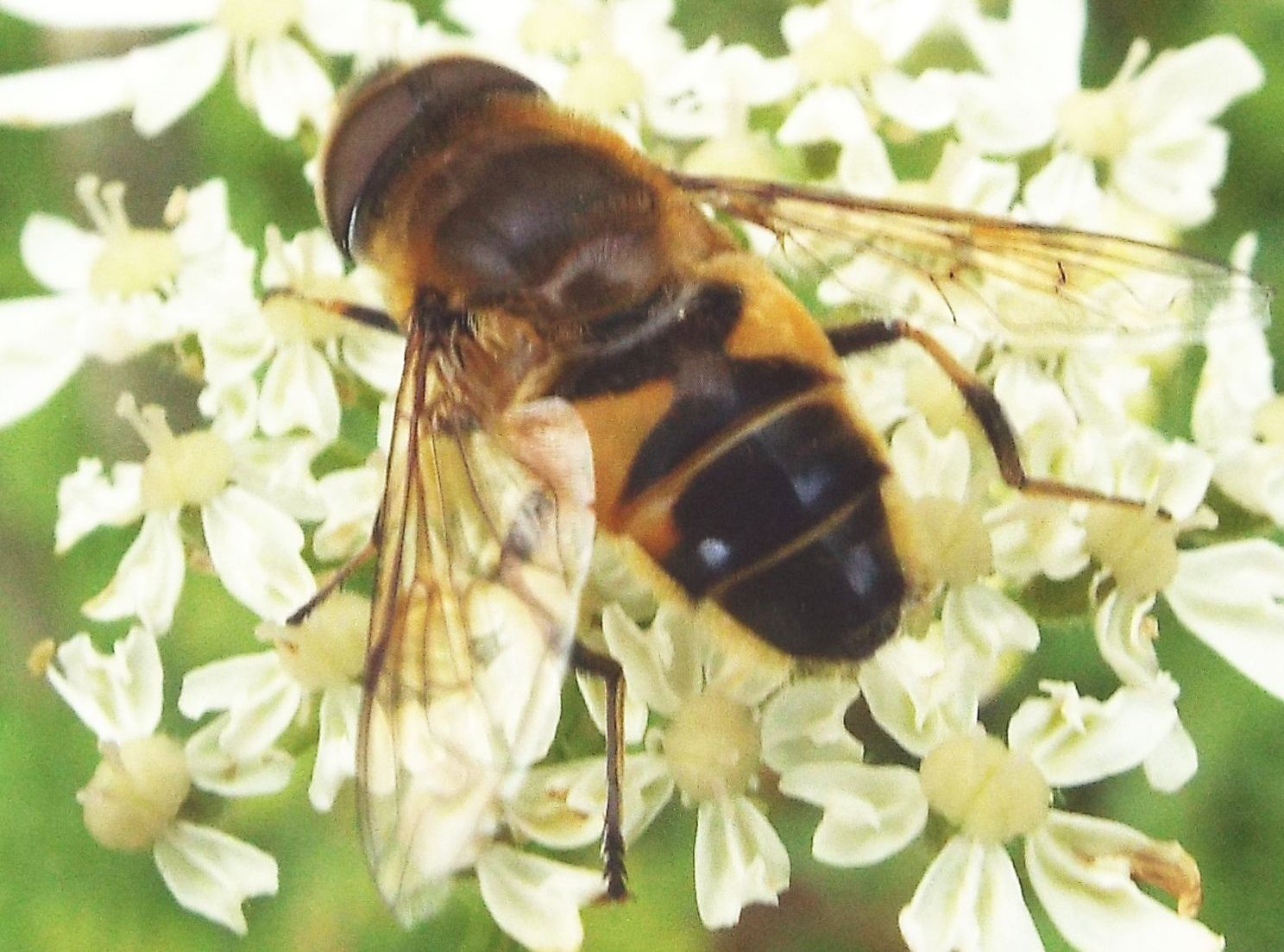 Syrphidae: Eristalis  tenax?  No, Eristalis similis