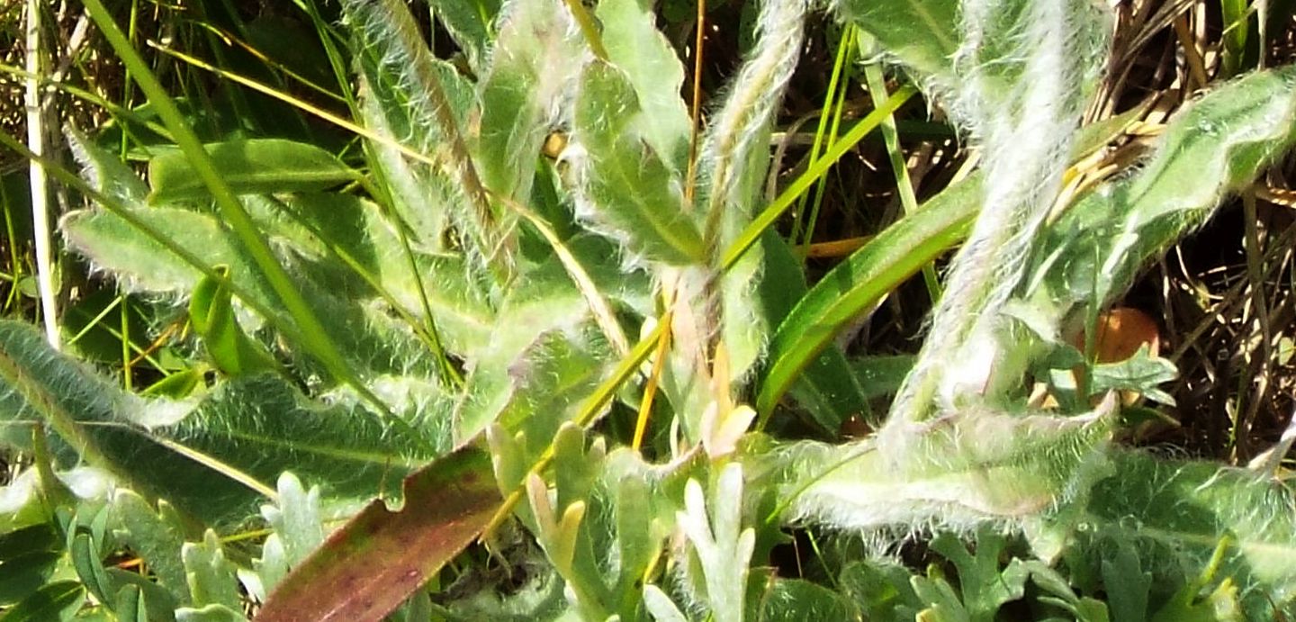 Asteracea pelosissima - Hieracium sp.