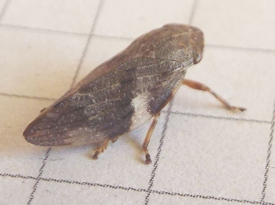 Aphrophora alni