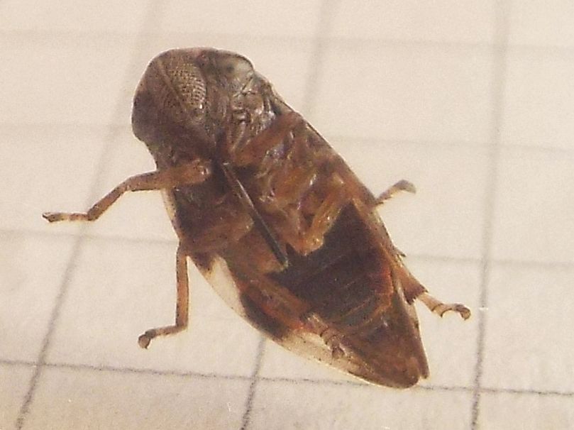 Aphrophora alni