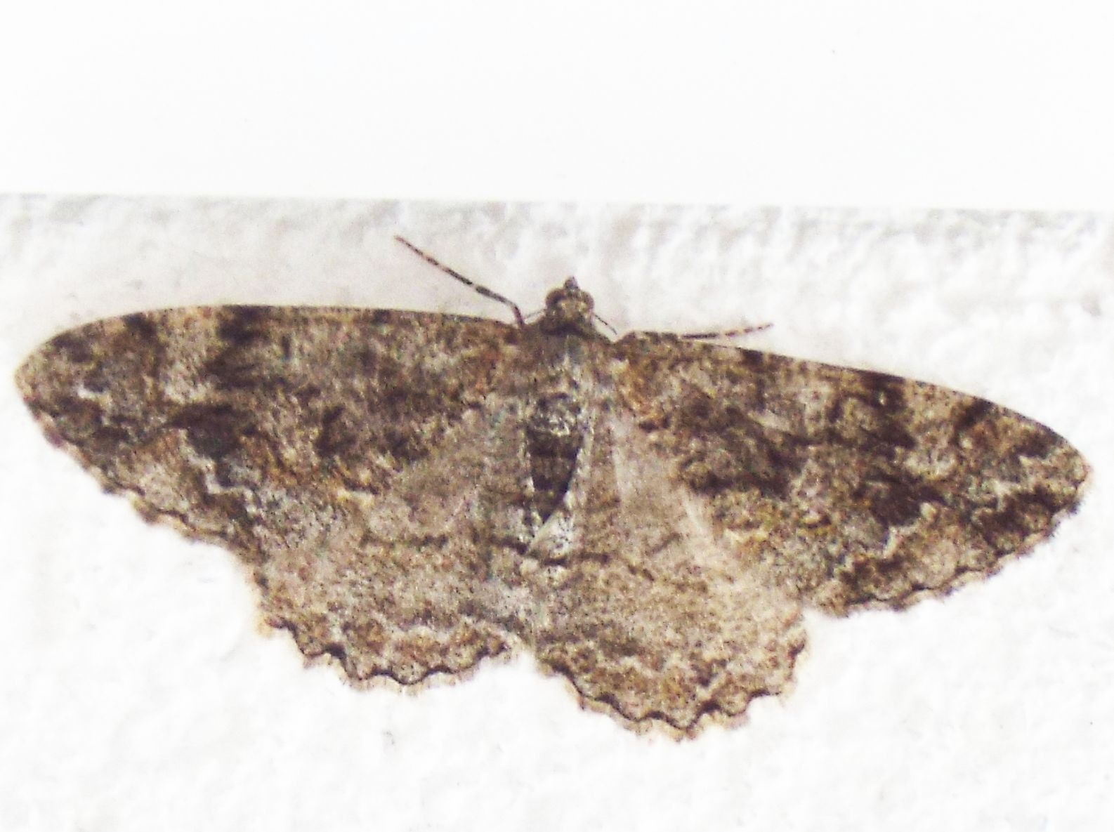 Geometridae: Peribatodes umbraria