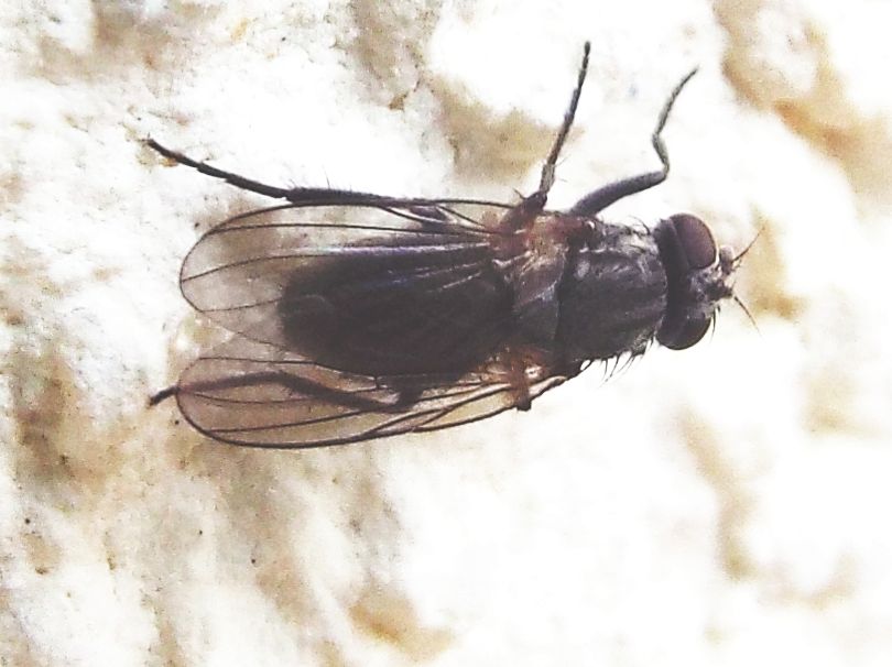 Fannia sp.  (Fanniidae)