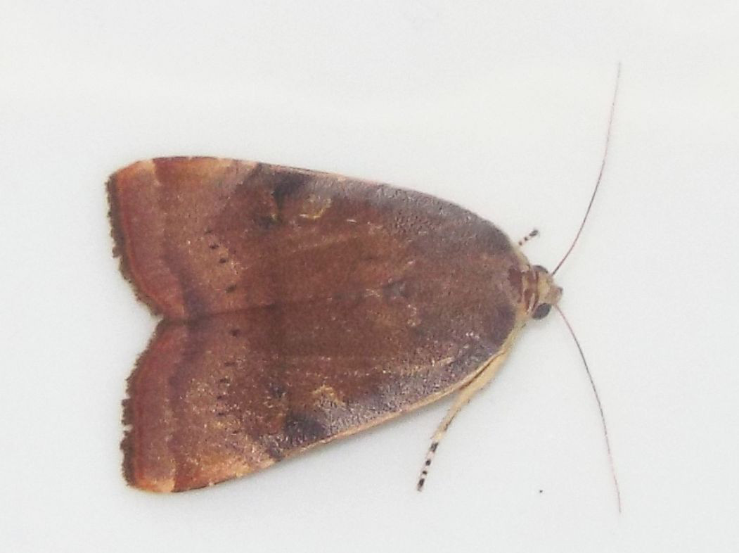 Noctuidae:  Noctua janthe o Noctua janthina