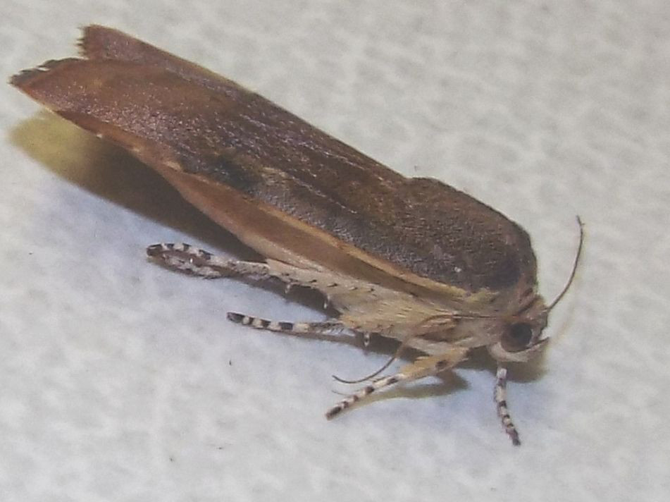 Noctuidae:  Noctua janthe o Noctua janthina