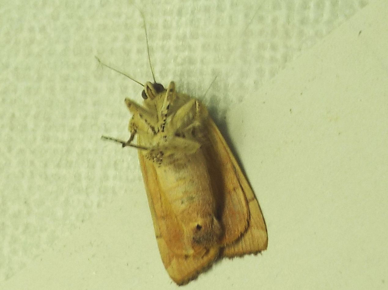 Noctuidae:  Noctua janthe o Noctua janthina