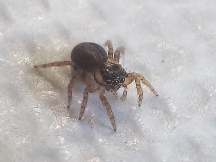 Salticidae: giovanissimo Saitis barbipes (cfr.)  -  Milano