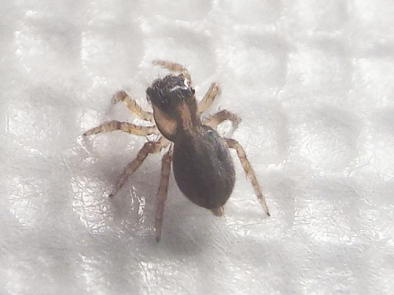 Salticidae: giovanissimo Saitis barbipes (cfr.)  -  Milano