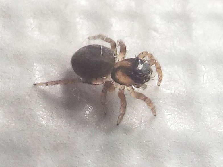 Salticidae: giovanissimo Saitis barbipes (cfr.)  -  Milano