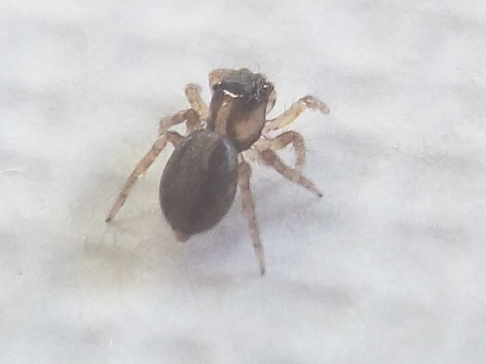 Salticidae: giovanissimo Saitis barbipes (cfr.)  -  Milano