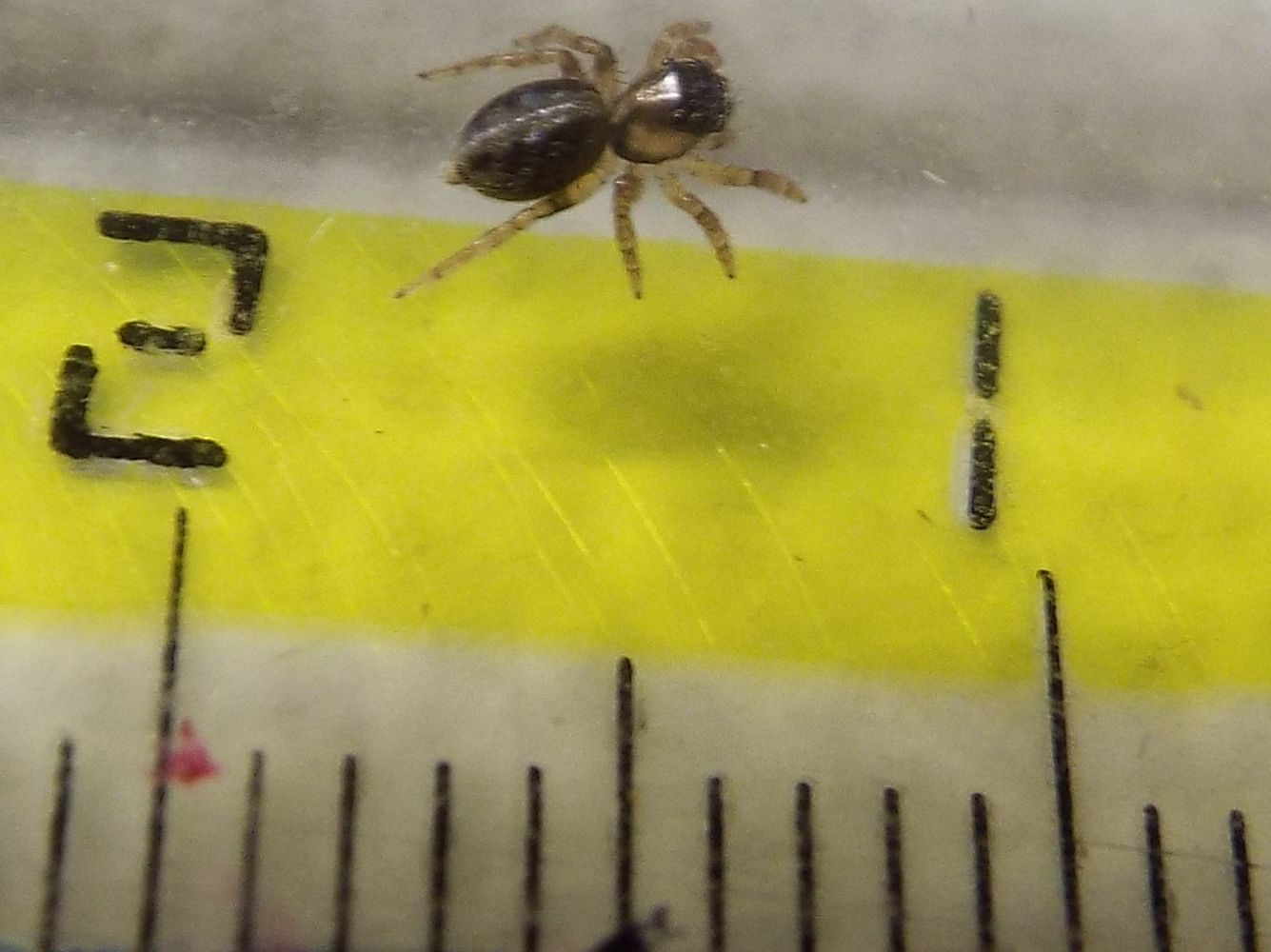 Salticidae: giovanissimo Saitis barbipes (cfr.)  -  Milano