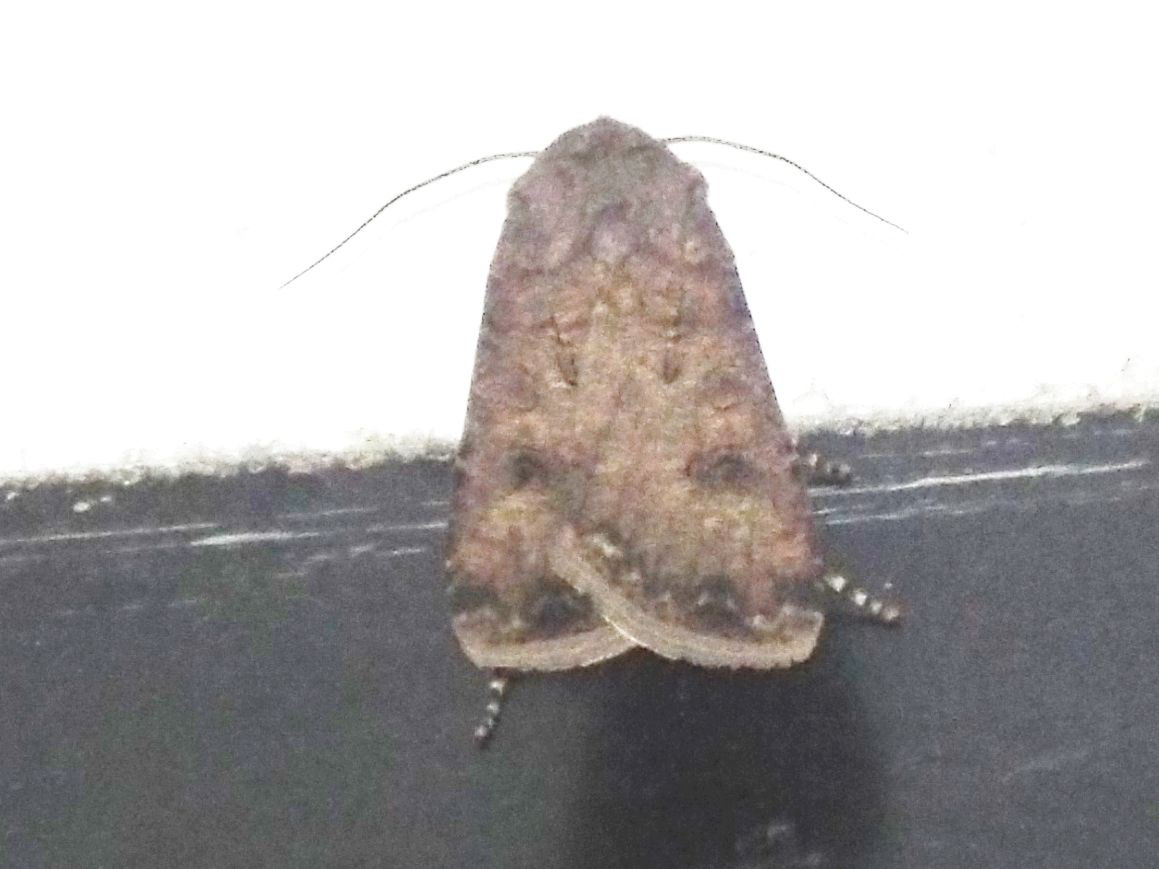 Noctuidae...da lontano:  cfr.  Agrotis segetum