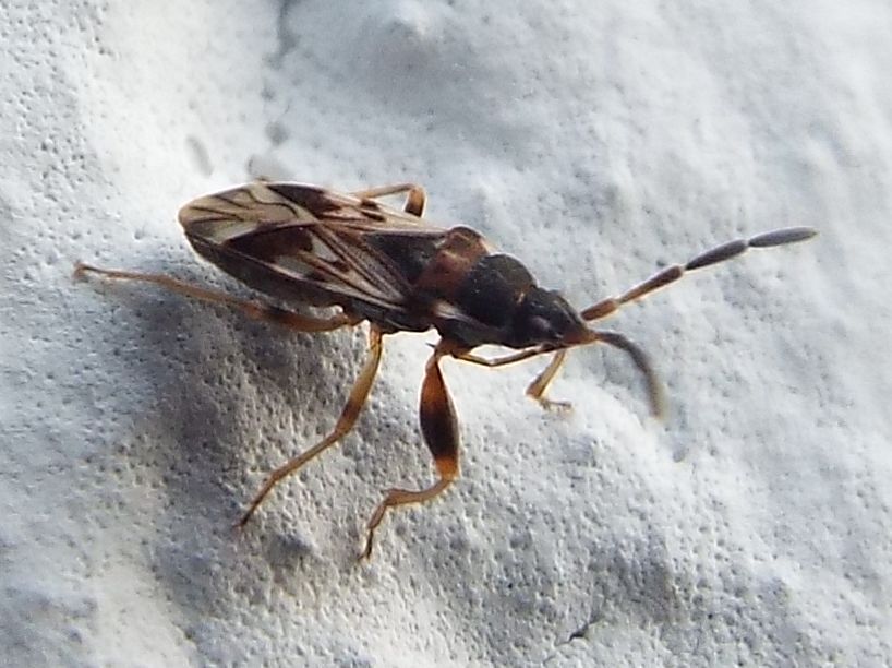 Lygaeidae: Scolopostethus decoratus f. brevis