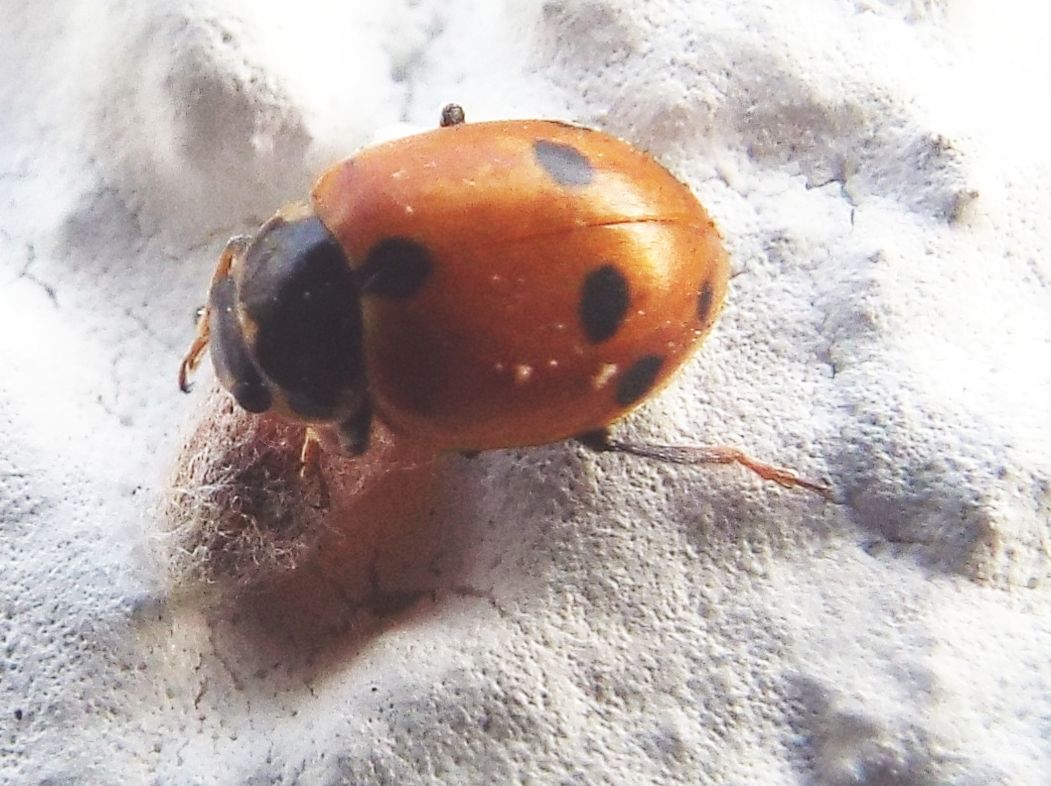 Coccinellidae:  Hippodamia variegata ? S.