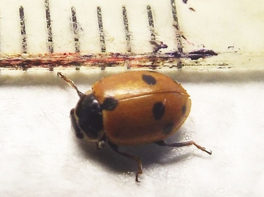 Coccinellidae:  Hippodamia variegata ? S.