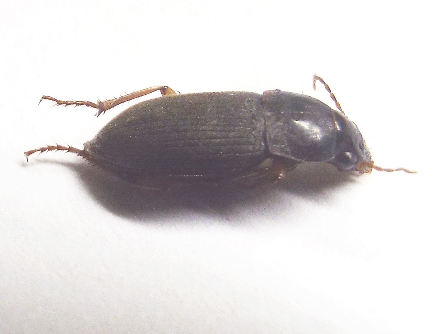 Carabidae Ophonino da identificare: Pseudoophonus rufipes