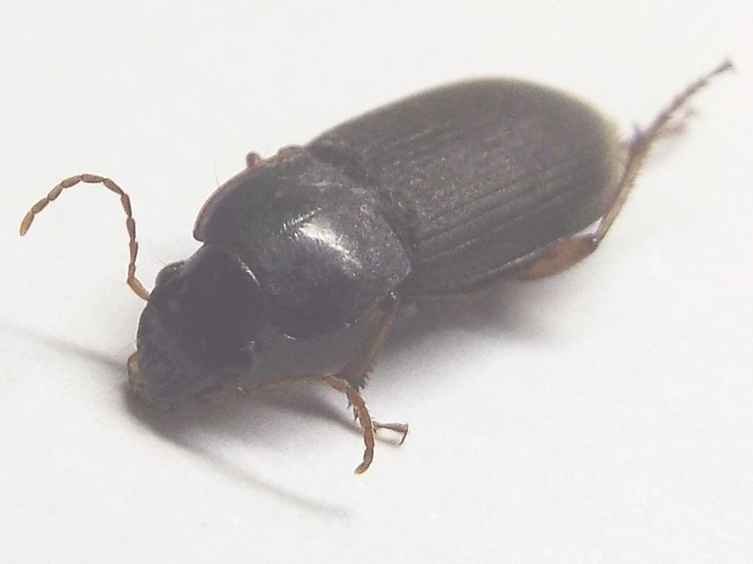 Carabidae Ophonino da identificare: Pseudoophonus rufipes