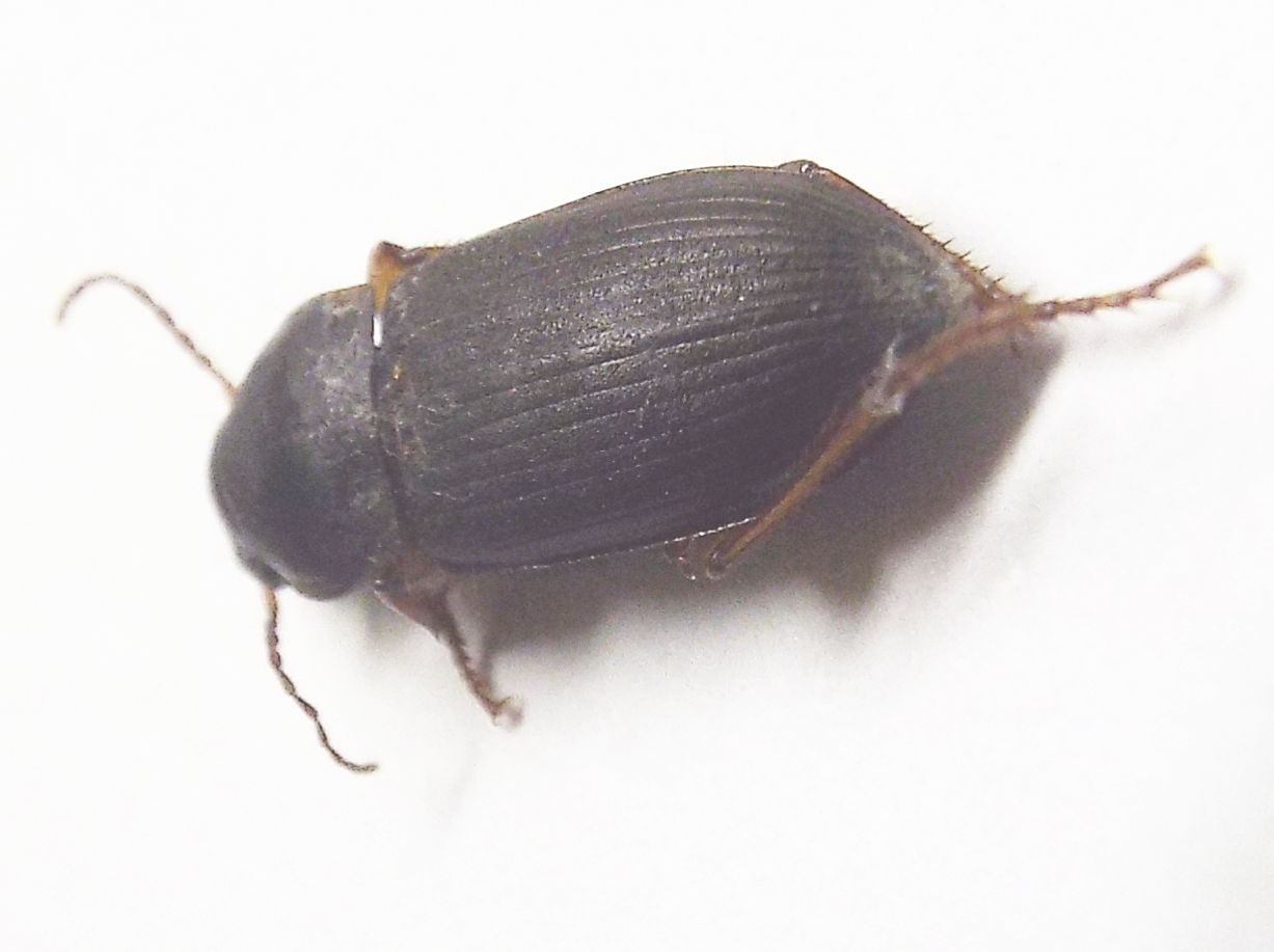 Carabidae Ophonino da identificare: Pseudoophonus rufipes