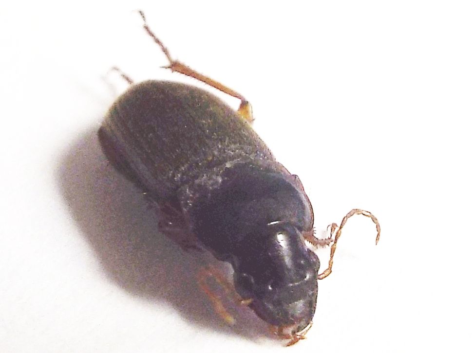 Carabidae Ophonino da identificare: Pseudoophonus rufipes