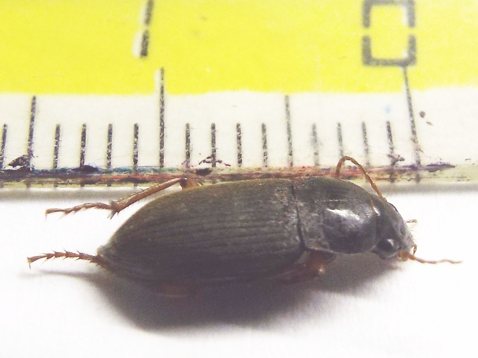 Carabidae Ophonino da identificare: Pseudoophonus rufipes