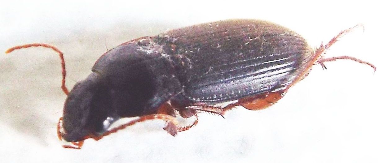 Carabidae Ophonino da identificare: Pseudoophonus rufipes