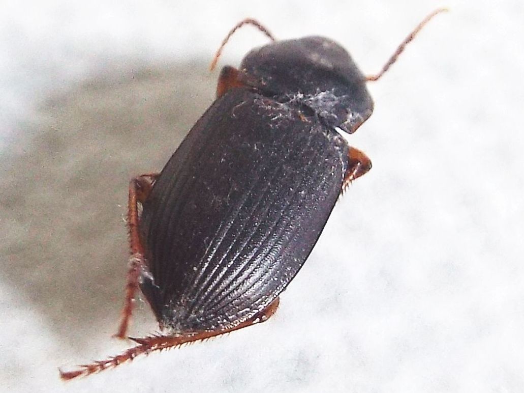 Carabidae Ophonino da identificare: Pseudoophonus rufipes