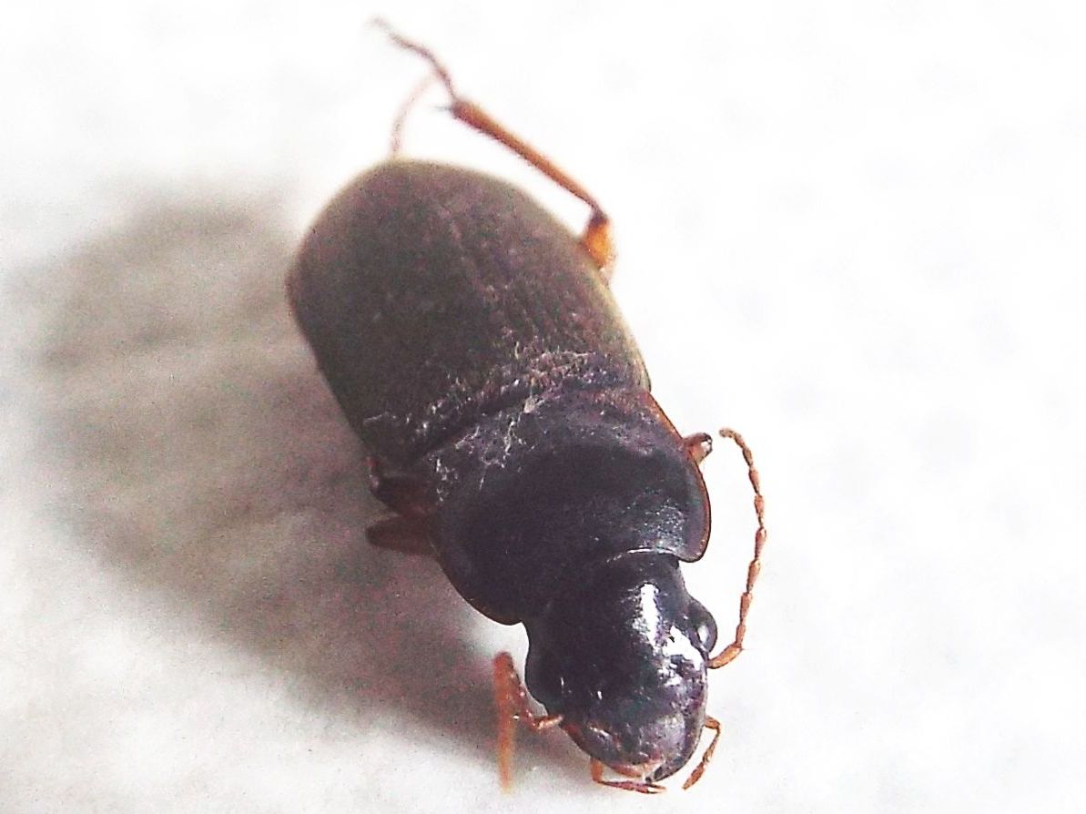 Carabidae Ophonino da identificare: Pseudoophonus rufipes