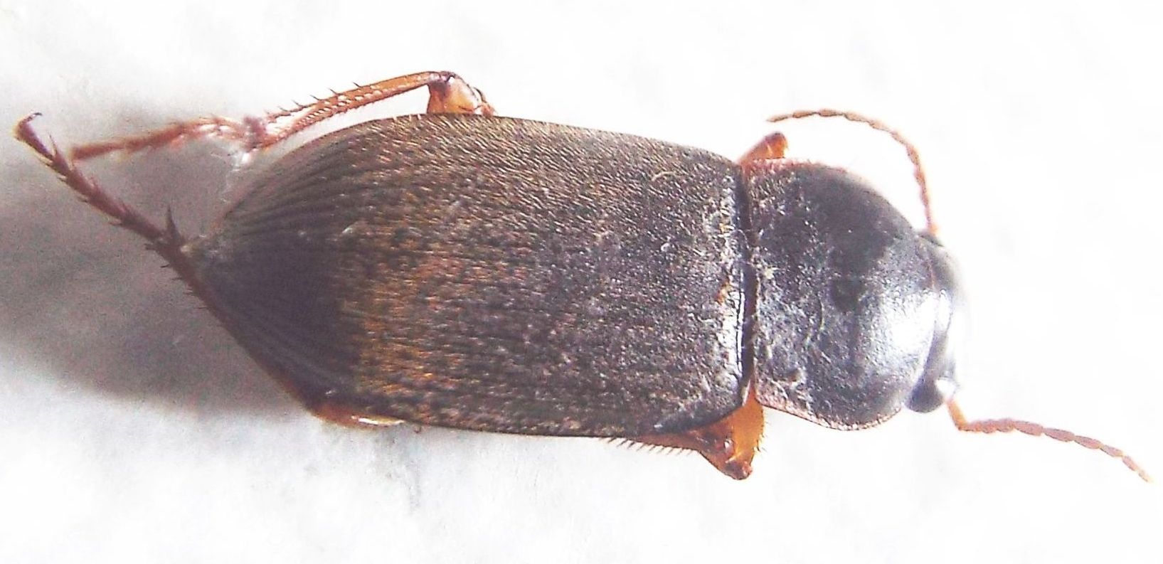 Carabidae Ophonino da identificare: Pseudoophonus rufipes