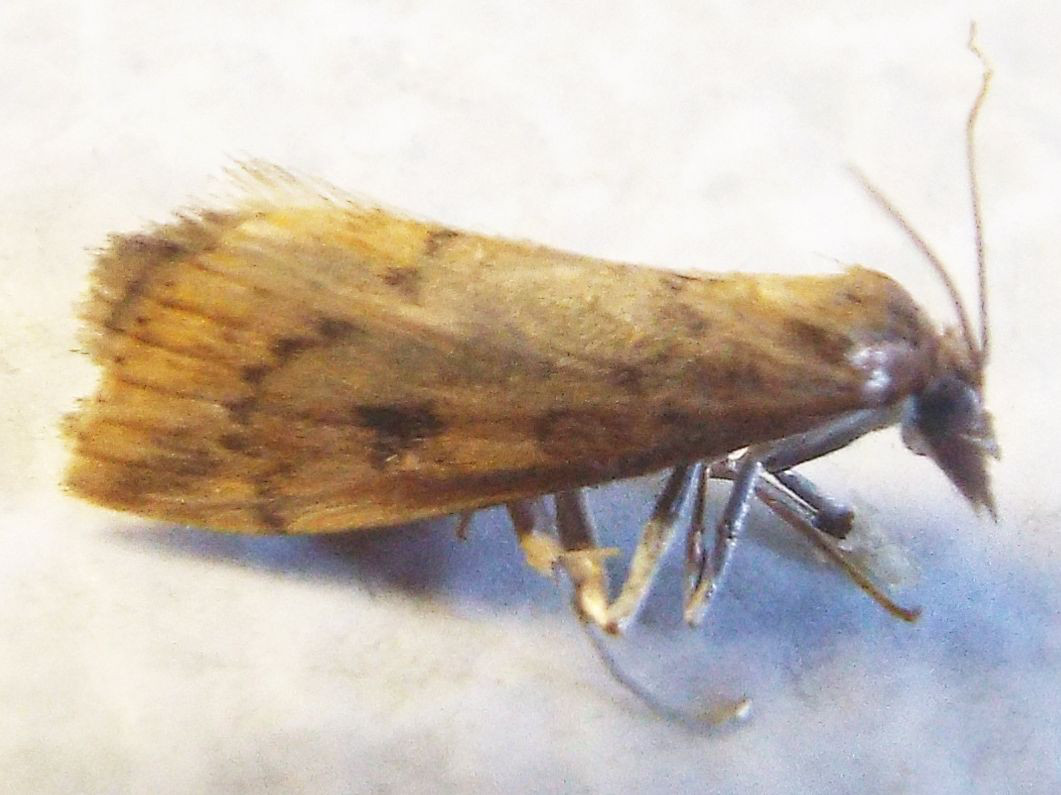 Udea ferrugalis (Crambidae)