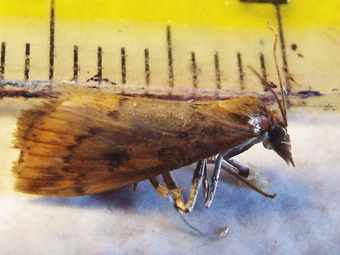 Udea ferrugalis (Crambidae)