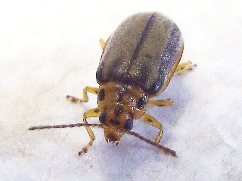 Chrysomelidae: Galerucella (Xanthogaleruca) luteola, ex Xanthogaleruca luteola