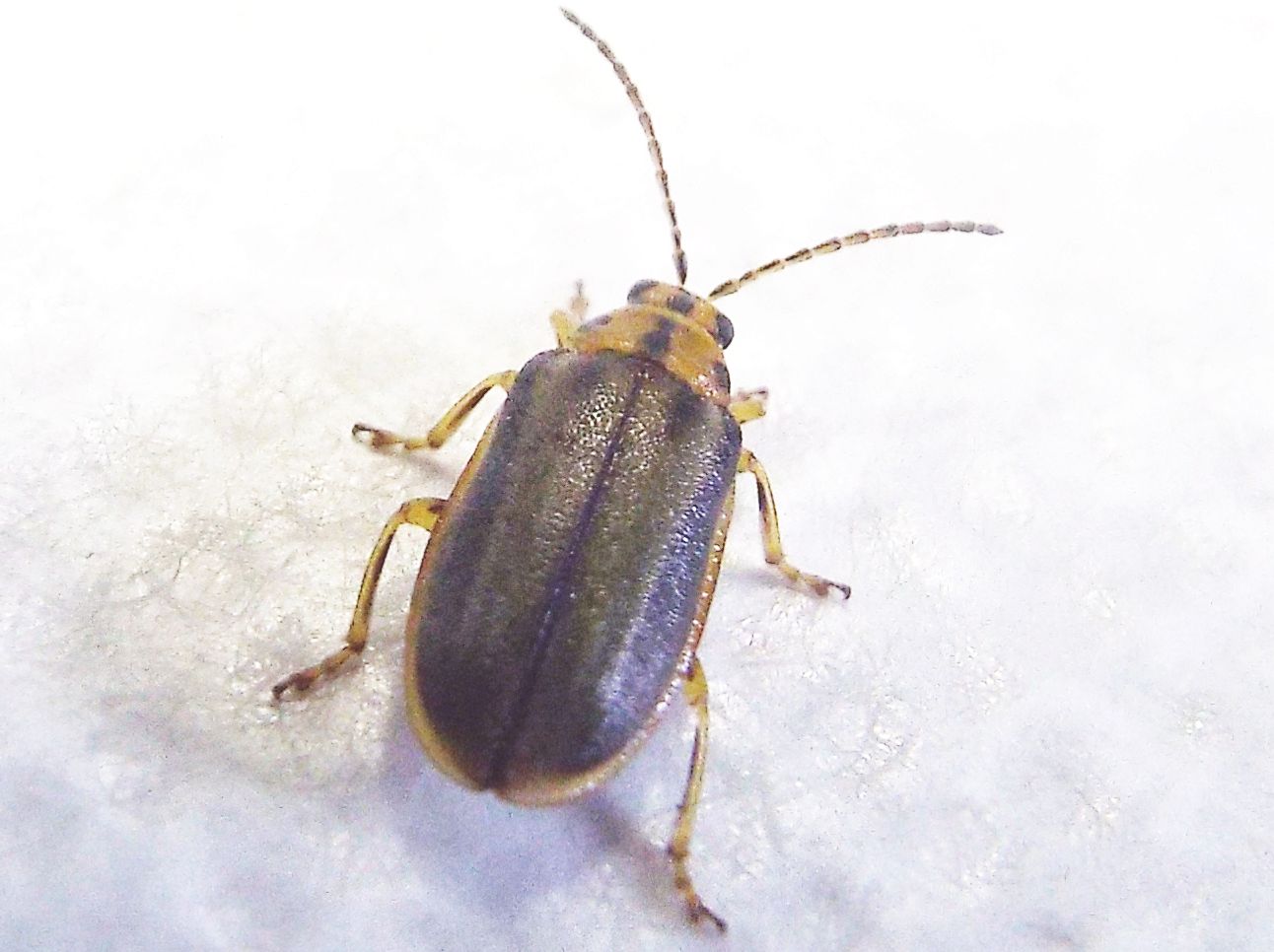 Chrysomelidae: Galerucella (Xanthogaleruca) luteola, ex Xanthogaleruca luteola