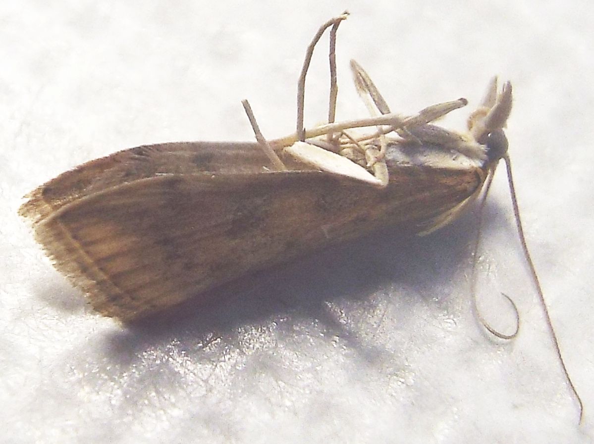 Udea ferrugalis (Crambidae)