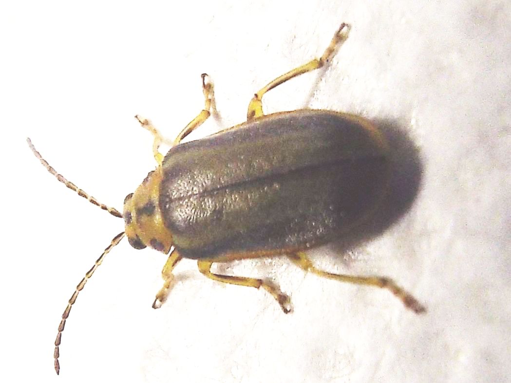 Chrysomelidae: Galerucella (Xanthogaleruca) luteola, ex Xanthogaleruca luteola