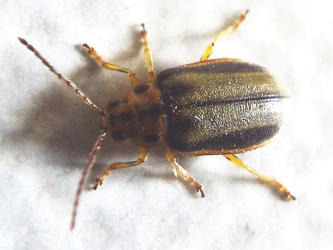 Chrysomelidae: Galerucella (Xanthogaleruca) luteola, ex Xanthogaleruca luteola