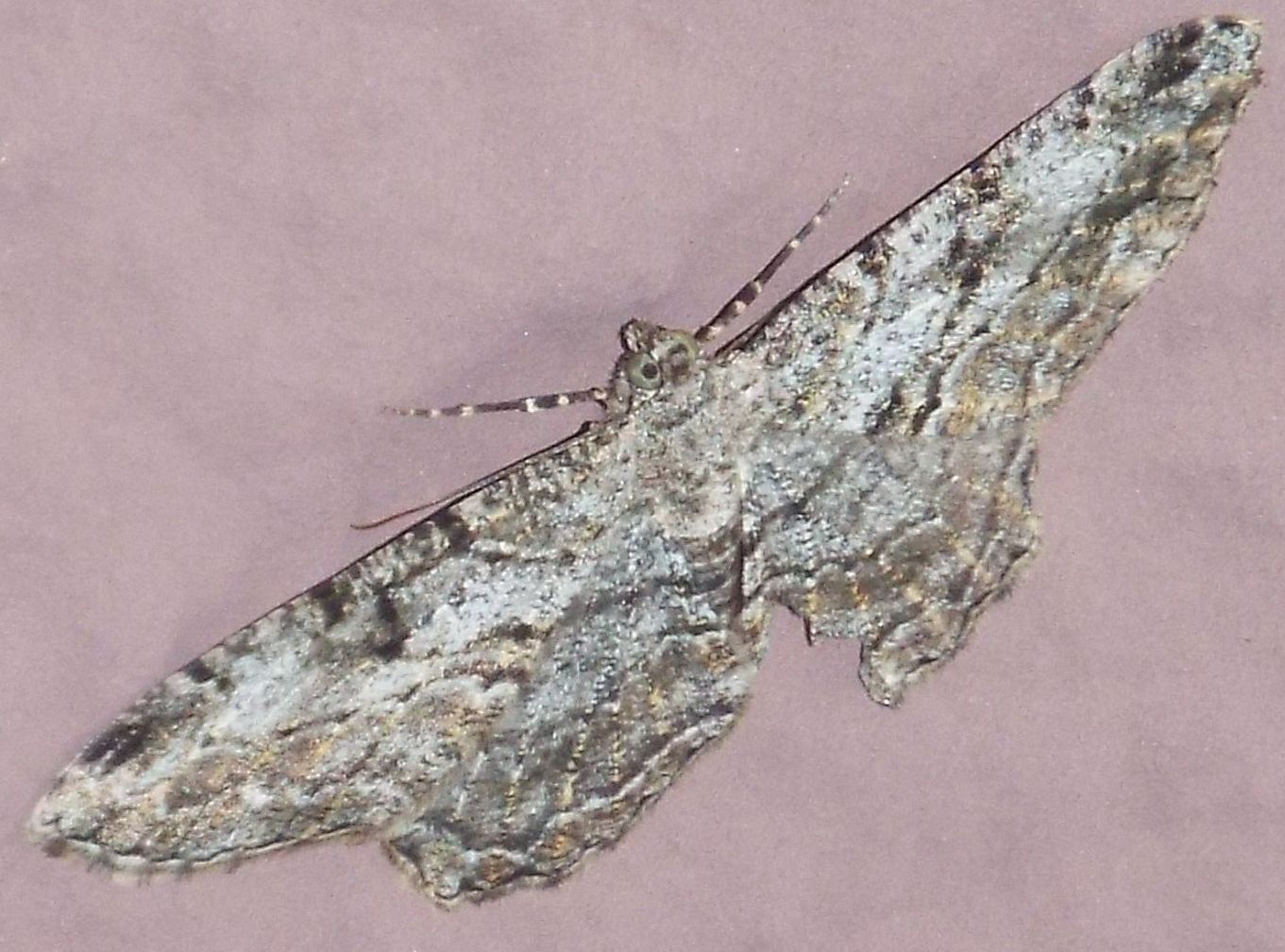 Geometridae:  Peribatodes rhomboidaria