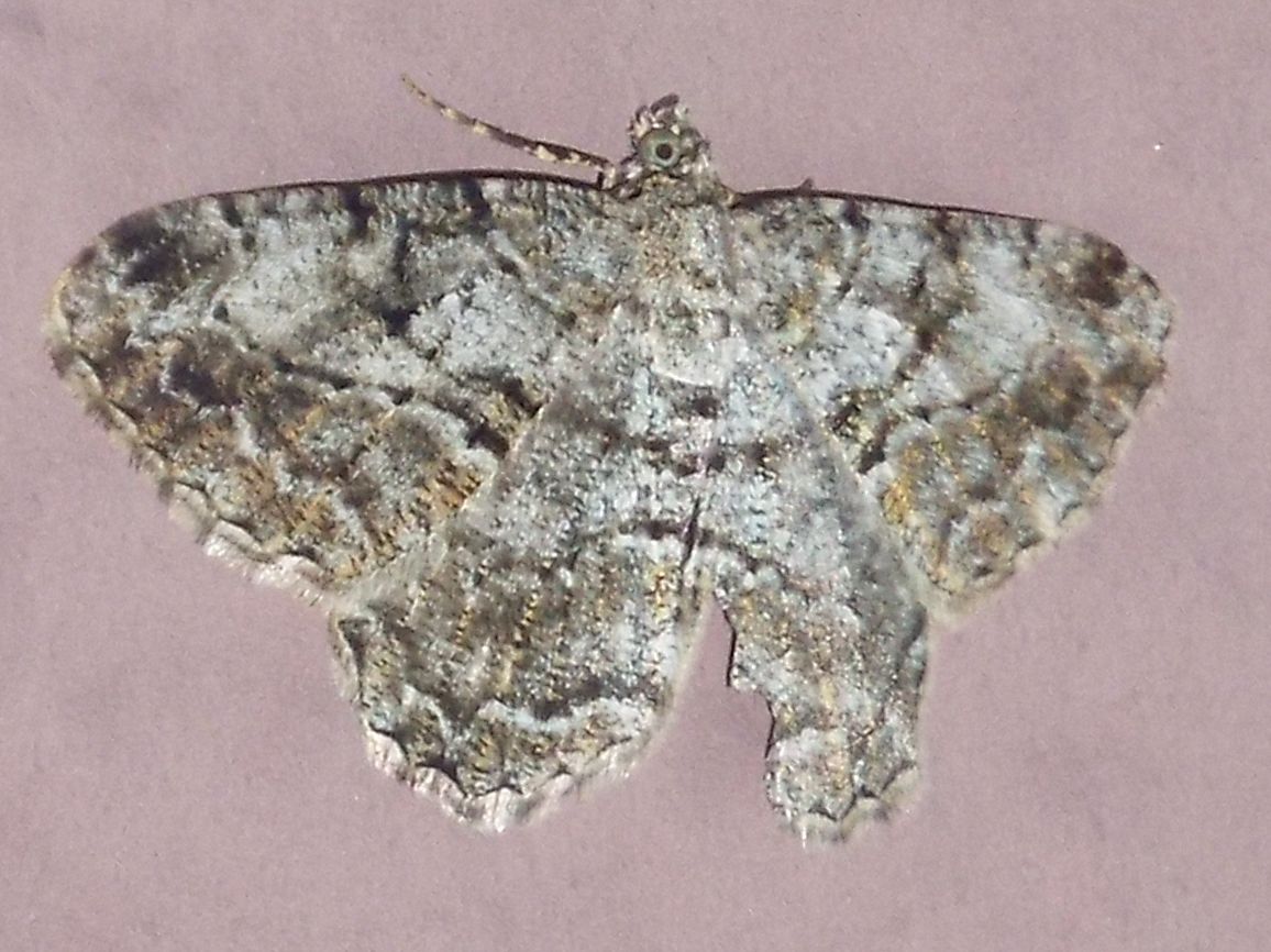 Geometridae:  Peribatodes rhomboidaria