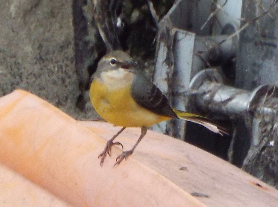 Ballerina gialla (Motacilla cinerea) a Milano