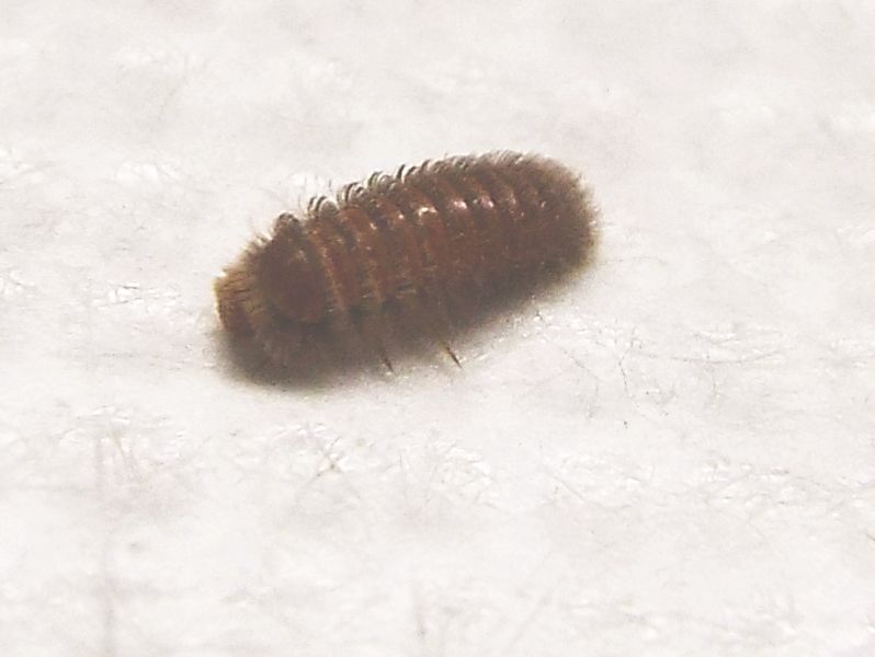 Dermestidae: larva di Thylodrias contractus