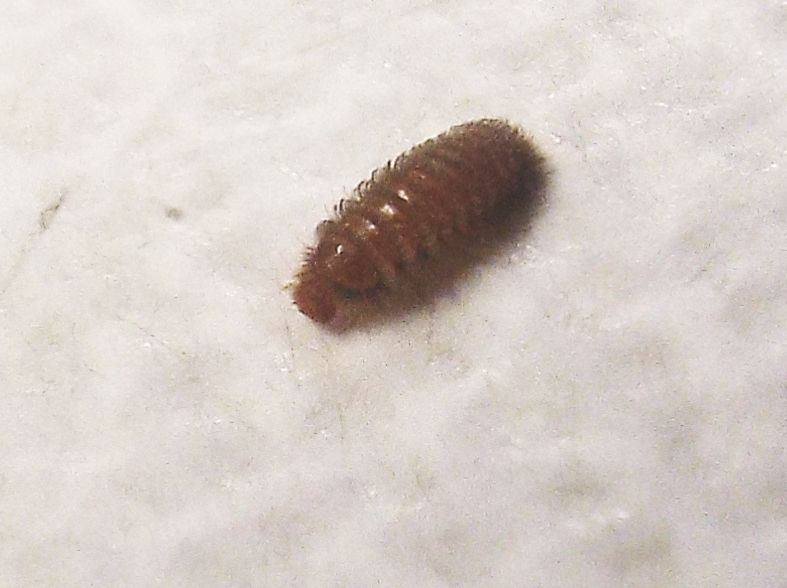 Dermestidae: larva di Thylodrias contractus