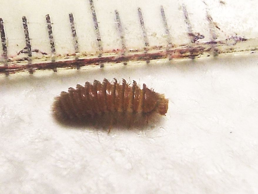 Dermestidae: larva di Thylodrias contractus