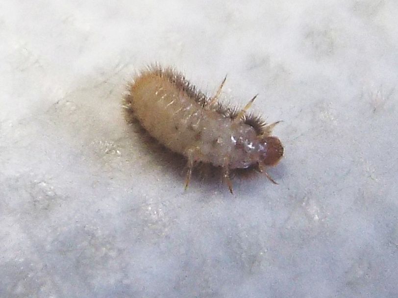 Dermestidae: larva di Thylodrias contractus