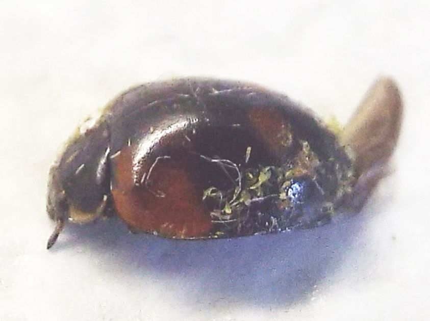 Coccinella morta: Adalia bipunctata parassitata da fungo Laboulbeniaceae