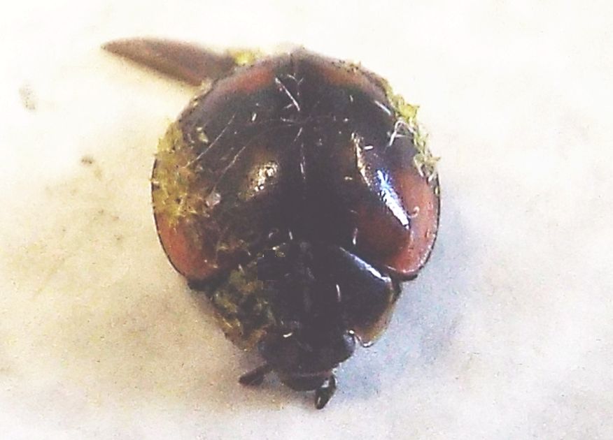 Coccinella morta: Adalia bipunctata parassitata da fungo Laboulbeniaceae