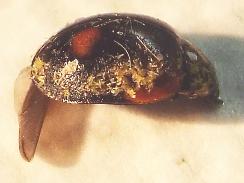 Coccinella morta: Adalia bipunctata parassitata da fungo Laboulbeniaceae