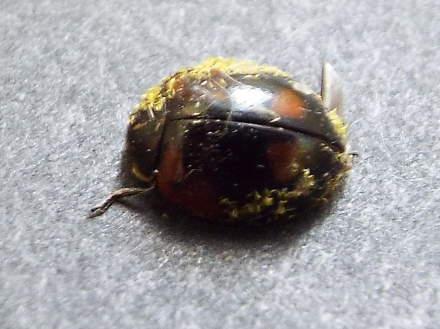 Coccinella morta: Adalia bipunctata parassitata da fungo Laboulbeniaceae