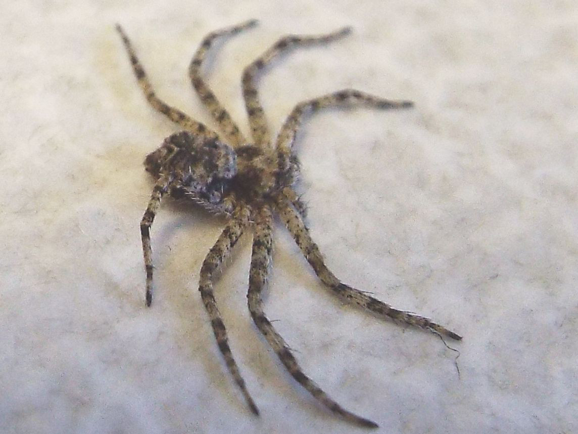 Philodromus margaritatus, giovane   - Milano