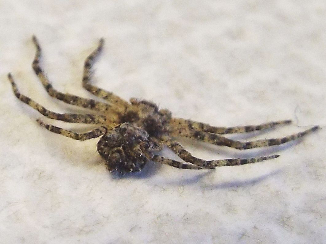 Philodromus margaritatus, giovane   - Milano