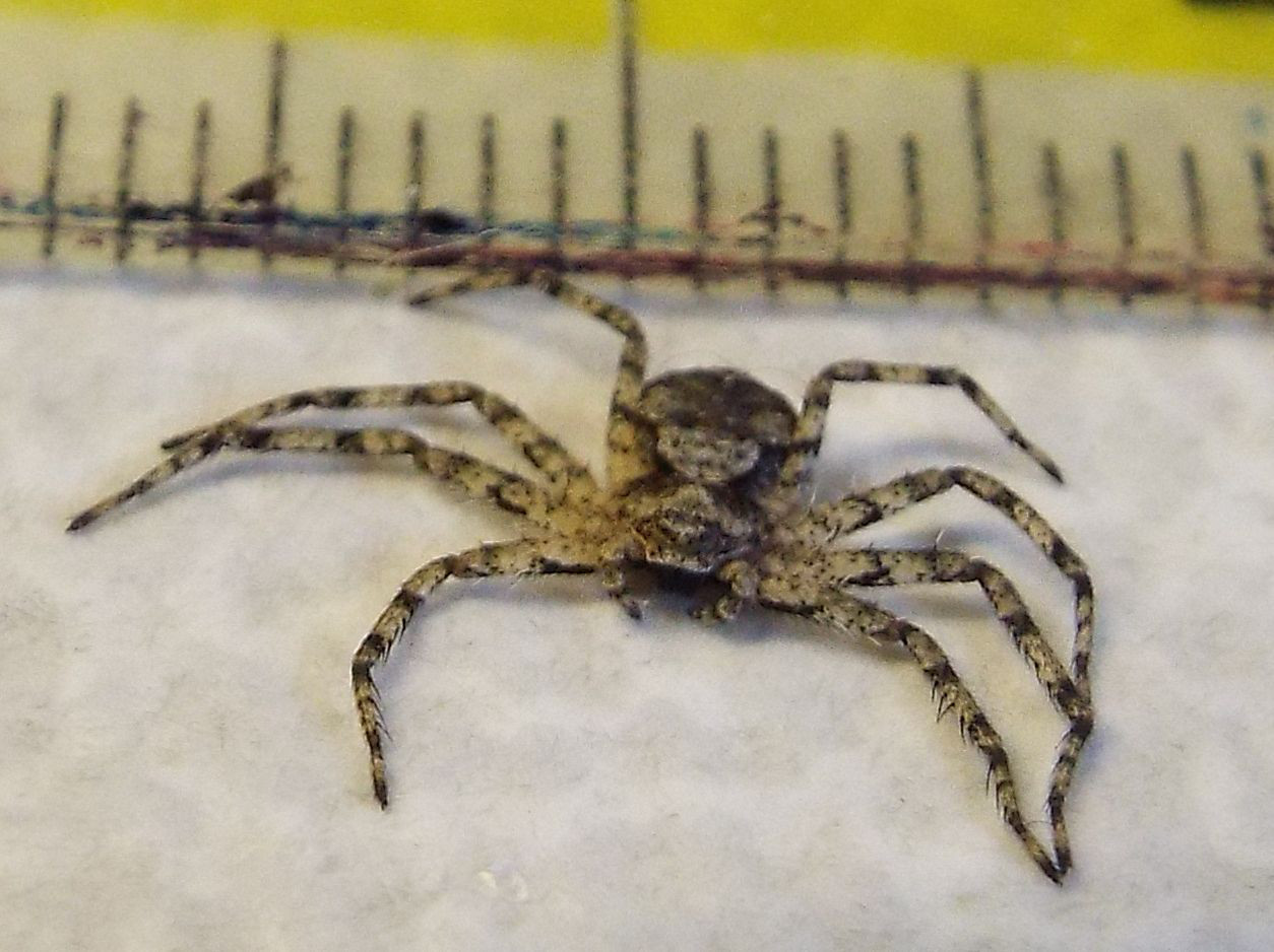 Philodromus margaritatus, giovane   - Milano