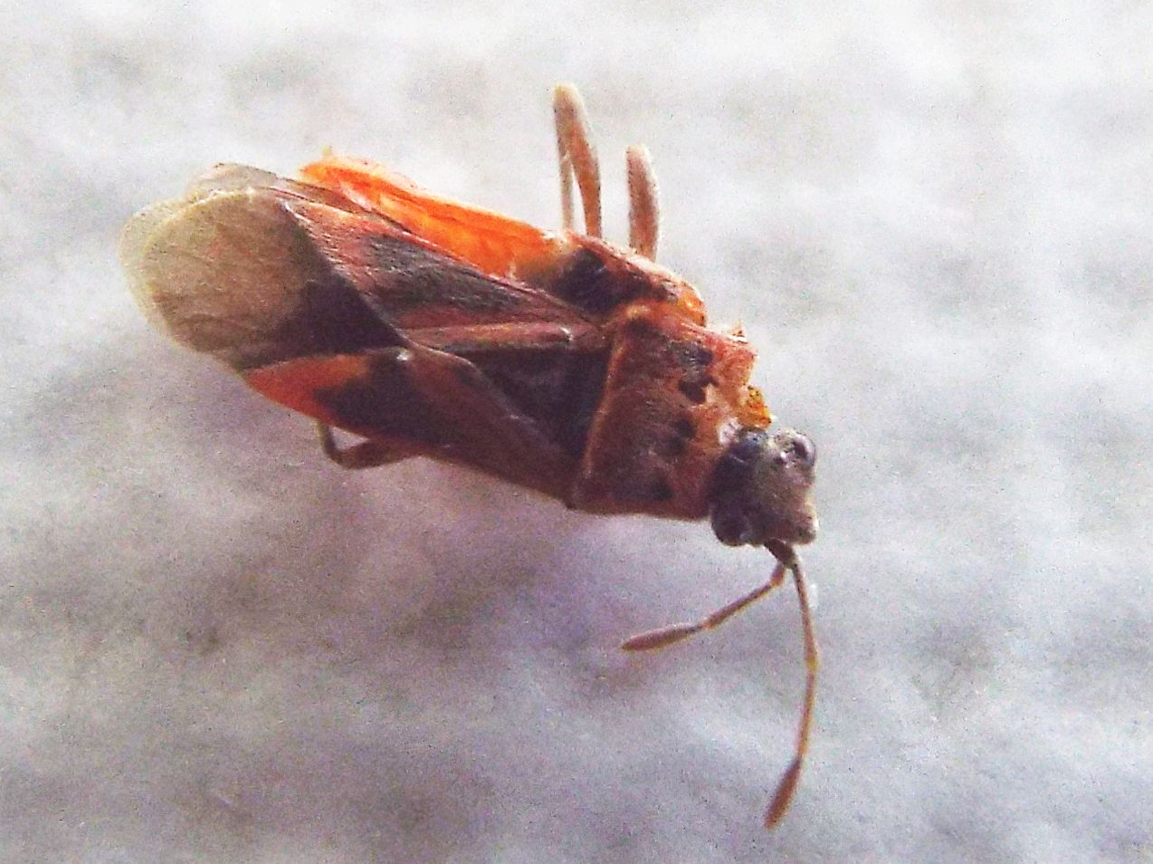 Arocatus longiceps (Lygaeidae) e Corythucha ciliata (Tingidae)