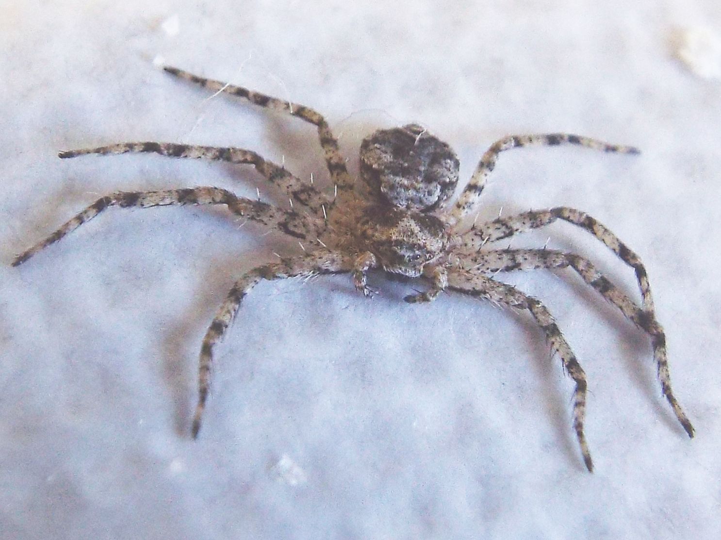 Philodromus margaritatus, giovane   - Milano